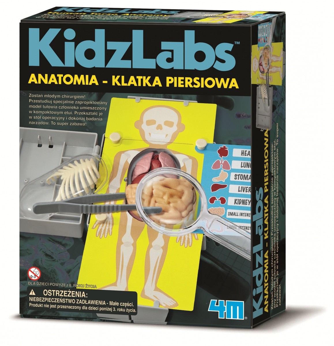 Anatomia klatka piersiowa