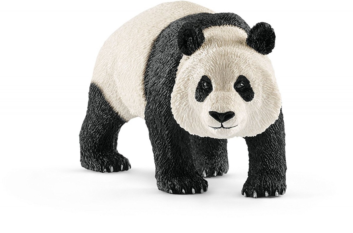 Panda wielki samiec