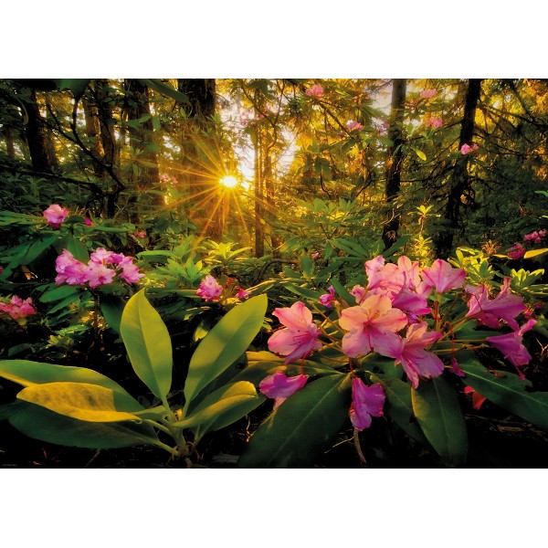 2000 EL. Rhododendron